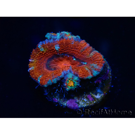 WYSIWYG Micromussa lordhowensis (ex Acanthastrea) 6E9