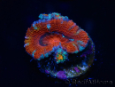 WYSIWYG Micromussa lordhowensis (ex Acanthastrea) 6K