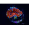 WYSIWYG Micromussa lordhowensis (ex Acanthastrea) 6E9