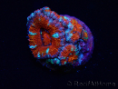 WYSIWYG Micromussa lordhowensis (ehemals Acanthastrea) 6K