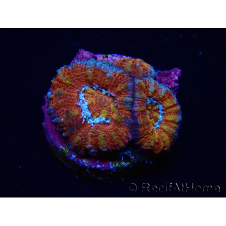 WYSIWYG Micromussa lordhowensis (ex Acanthastrea) 6F1