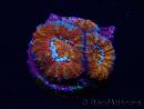 WYSIWYG Micromussa lordhowensis (ex Acanthastrea) 6F1