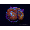 WYSIWYG Micromussa lordhowensis (formerly Acanthastrea) 6F1