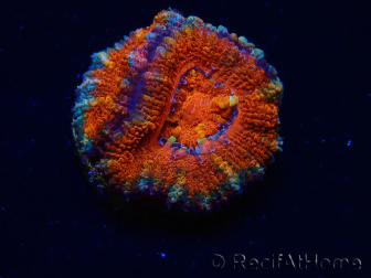 WYSIWYG Micromussa lordhowensis (ex Acanthastrea) 6F2