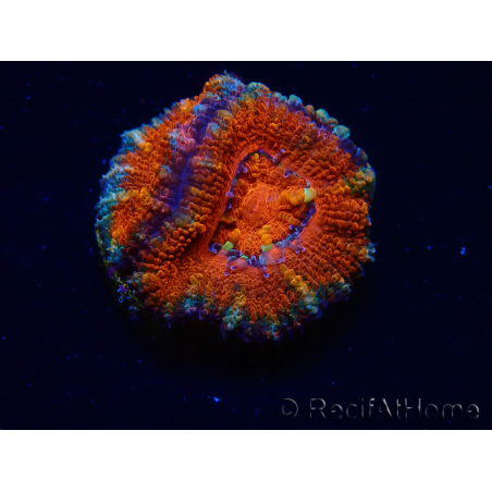 WYSIWYG Micromussa lordhowensis (ex Acanthastrea) 6F2