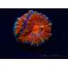 WYSIWYG Micromussa lordhowensis (ehemals Acanthastrea) 6F2