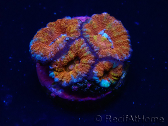 WYSIWYG Micromussa lordhowensis (ex Acanthastrea) 6F3