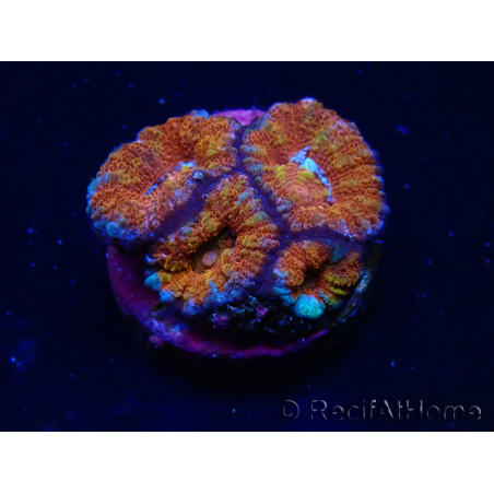 WYSIWYG Micromussa lordhowensis (ex Acanthastrea) 6F3
