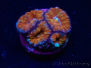 WYSIWYG Micromussa lordhowensis (ex Acanthastrea) 6F3