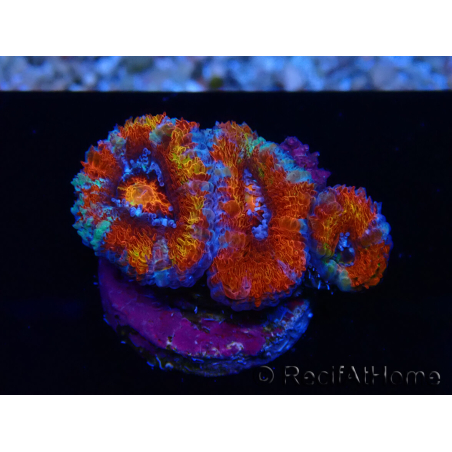 WYSIWYG Micromussa lordhowensis (formerly Acanthastrea) 6F4