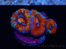 WYSIWYG Micromussa lordhowensis (ex Acanthastrea) 6F4