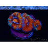 WYSIWYG Micromussa lordhowensis (ex Acanthastrea) 6F4
