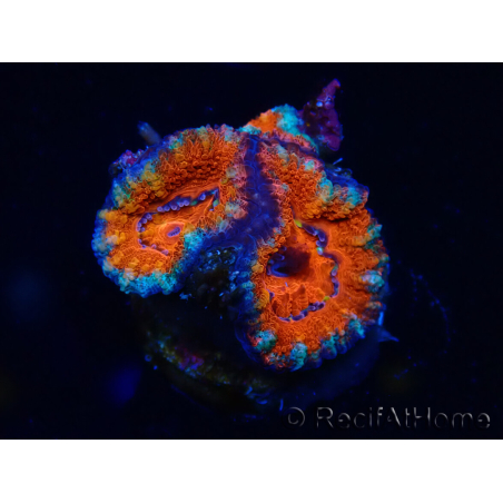 WYSIWYG Micromussa lordhowensis (ehemals Acanthastrea) 6F5