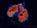 WYSIWYG Micromussa lordhowensis (ex Acanthastrea) 6F5
