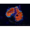 WYSIWYG Micromussa lordhowensis (ehemals Acanthastrea) 6F5