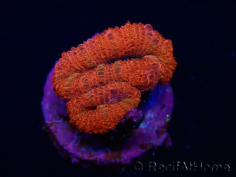 WYSIWYG Micromussa lordhowensis (antiguamente Acanthastrea) 6F6