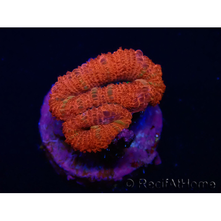 WYSIWYG Micromussa lordhowensis (formerly Acanthastrea) 6F6
