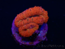 WYSIWYG Micromussa lordhowensis (formerly Acanthastrea) 6F6