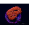 WYSIWYG Micromussa lordhowensis (antiguamente Acanthastrea) 6F6