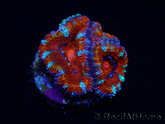 WYSIWYG Micromussa lordhowensis (ex Acanthastrea) 6F7