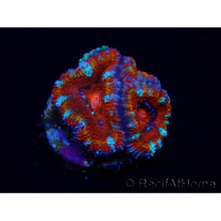WYSIWYG Micromussa lordhowensis (ex Acanthastrea) 6F7