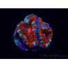 WYSIWYG Micromussa lordhowensis (antes Acanthastrea) 6F7