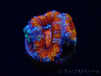 WYSIWYG Micromussa lordhowensis (ex Acanthastrea) 6F8