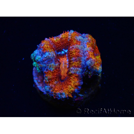 WYSIWYG Micromussa lordhowensis (formerly Acanthastrea) 6F8