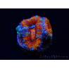 WYSIWYG Micromussa lordhowensis (ex Acanthastrea) 6F8