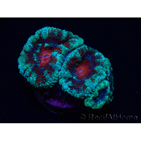 WYSIWYG Micromussa lordhowensis (ex Acanthastrea) 6K