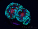 WYSIWYG Micromussa lordhowensis (ex Acanthastrea) 6K