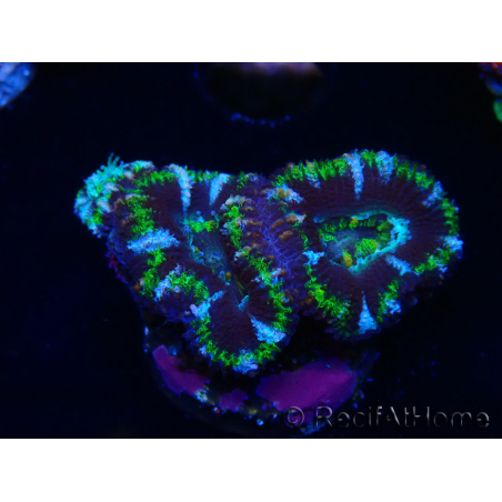 WYSIWYG Micromussa lordhowensis (ex Acanthastrea) 6F10