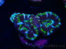 WYSIWYG Micromussa lordhowensis (ehemals Acanthastrea) 6K
