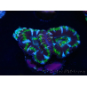 WYSIWYG Micromussa lordhowensis (ex Acanthastrea) 6F10