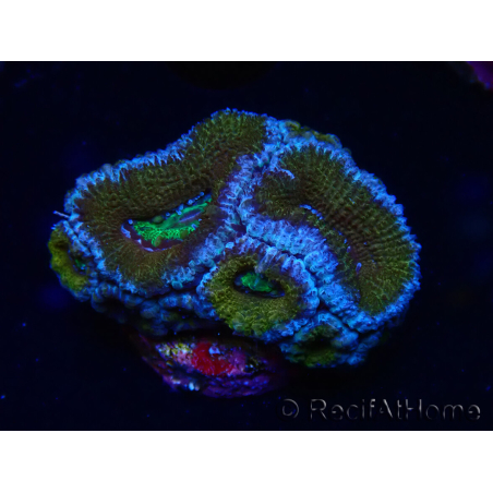 WYSIWYG Micromussa lordhowensis (ex Acanthastrea) 6G1