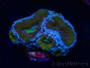 WYSIWYG Micromussa lordhowensis (ex Acanthastrea) 6G1