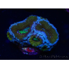 WYSIWYG Micromussa lordhowensis (ex Acanthastrea) 6G1
