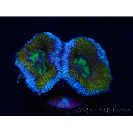 WYSIWYG Micromussa lordhowensis (ex Acanthastrea) 6G2
