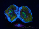 WYSIWYG Micromussa lordhowensis (ehemals Acanthastrea) 6G2