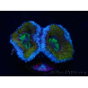 WYSIWYG Micromussa lordhowensis (ex Acanthastrea) 6G2