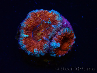 WYSIWYG Micromussa lordhowensis (ex Acanthastrea) 6G3