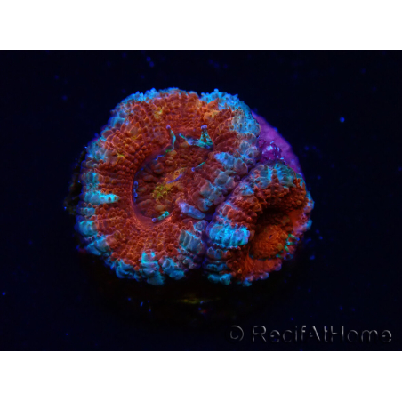 WYSIWYG Micromussa lordhowensis (anteriormente Acanthastrea) 6G3