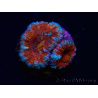 WYSIWYG Micromussa lordhowensis (anteriormente Acanthastrea) 6G3