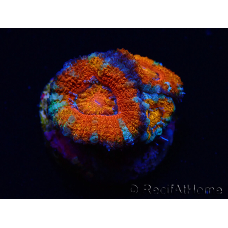 WYSIWYG Micromussa lordhowensis (ehemals Acanthastrea) 6G4