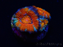 WYSIWYG Micromussa lordhowensis (ex Acanthastrea) 6G4