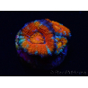 WYSIWYG Micromussa lordhowensis (ex Acanthastrea) 6G4