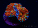 WYSIWYG Micromussa lordhowensis (ex Acanthastrea) 6G5