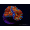 WYSIWYG Micromussa lordhowensis (ex Acanthastrea) 6G5