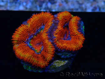 WYSIWYG Micromussa lordhowensis (ex Acanthastrea) 6G6
