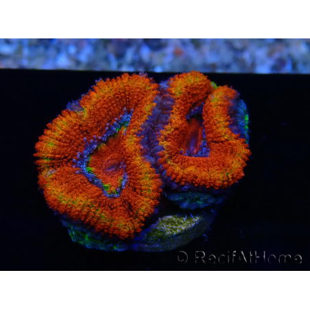 WYSIWYG Micromussa lordhowensis (ex Acanthastrea) 6G6